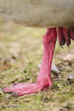 Egyptian goose (Alopochen aegyptiaca), feet, detail, Bavaria, Germany Europe