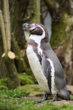 African penguin (Spheniscus demersus) standing on the ground, captive, Germany, Europe