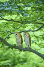 Common barn owl (Tyto alba), two birds sitting in a tree, Bohemian Forest, Czech Republic, Europe