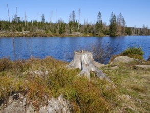 Oderteich, dam, Harz National Park, Lower Saxony, Germany, Europe