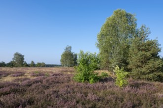 Heathland, flowering common heather (Calluna vulgaris), birch (Betula), common pine (Pinus