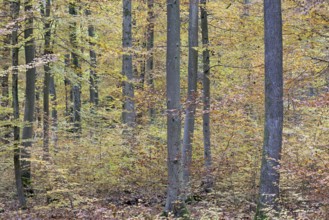 View into the autumnal deciduous forest, Moselle, Rhineland-Palatinate, Germany, Europe