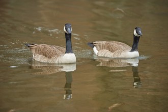 Canada goose (Branta canadensis), two birds swimming in the lake, Bavaria, Germany, Europe