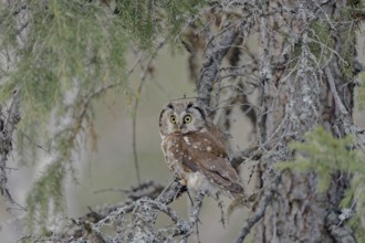 Tengmalm's Owl (Aegolius funereus), sitting on branch, looking forward, Northern Finland, Finland,