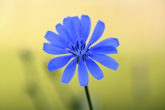 Common chicory (Cichorium intybus), single flower, Wesel, Lower Rhine, North Rhine-Westphalia,