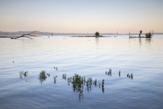 Island in Lake Constance, dawn, morning glow, summer, dead wood, summer, mouth of the river Argen,