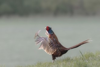 Pheasant calling, Upper Austria, Austria, Europe