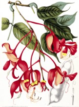 Orchid tree, Pride of Burma, toha tree (Amherstia nobilis), a rare tree in the legume family of the