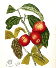 Syzygium jambos, also called rose apple, is a tree of the myrtle family, Historical, digitally