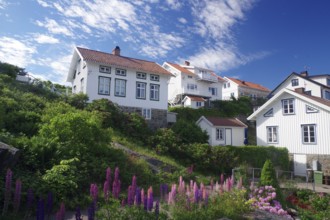 Individual houses on archipelago island Gullllhlomen and flowering lupines, holiday, Örust