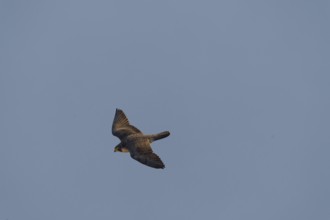 Peregrine Falcon (Falco peregrinus) in flight over the fog, Canton Solothurn, Switzerland, Europe