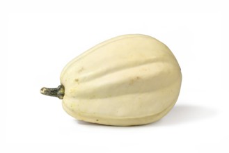 Cream white long Acorn squash on white background