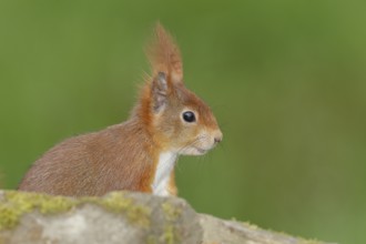 Eurasian red squirrel (Sciurus vulgaris), sitting behind a stone, animal portrait, North