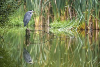 Grey Heron (Ardea cinerea) bird in habitat, England, United Kingdom, Europe