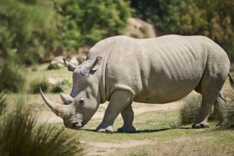 Square-lipped rhinoceros (Ceratotherium simum), walking in the dessert, captive, distribution