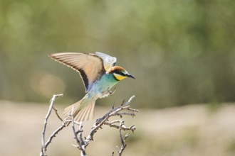 European bee-eater (Merops apiaster) landing on a branch, Spain, Europe