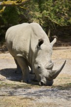 Square-lipped rhinoceros (Ceratotherium simum), standing in the dessert, captive, distribution