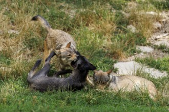 Algonquin wolf (Canis lupus lycaon), wolf, American wolf, ranking, pack, Germany, Europe