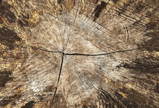 Annual rings on a weathered log, Upper Austria, Austria, Europe