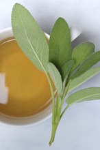 Sage tea in a cup and sage leaves (Salvia officinalis)