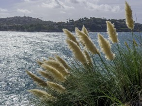 American pampas grass (Cortaderia selloana)