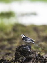 White Wagtail (Motacilla alba) bird in environment