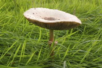 Giant umbrella mushroom in a meadow, parasol mushroom (Macrolepiota procera), mushroom, close-up,