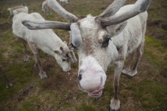 Reindeer (Rangifer tarandus) or Caribou adult animal on a mountain side, Scotland, United Kingdom,