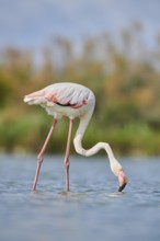 Greater Flamingo (Phoenicopterus roseus) standing in the water, Parc Naturel Regional de Camargue,