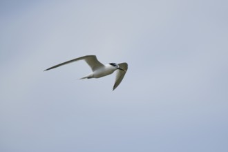 Gull-billed tern (Gelochelidon nilotica) flying in the sky, hunting, ebro delta, Catalonia, Spain,