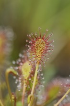 Oblong-leaved sundew (Drosera intermedia), carnivorous plant in a bog, North Rhine-Westphalia,