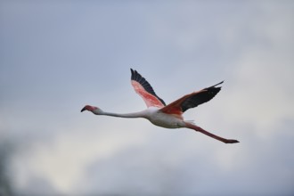 Greater Flamingo (Phoenicopterus roseus), flying in the sky at sunset, Parc Naturel Regional de