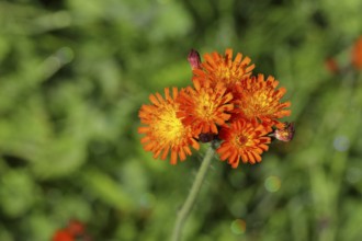 Fox-and-cubs (Hieracium aurantiacum), several flowers on a stem in a rough meadow, Wilnsdorf, North