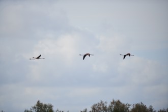 Greater Flamingos (Phoenicopterus roseus), flying in the sky, Parc Naturel Regional de Camargue,