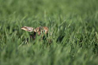 European brown hare (Lepus europaeus) adult animal hiding in a farmland cereal field, Suffolk,