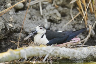 Black-winged stilt (Himantopus himantopus) sitting on a nest, Camargue, France, Europe