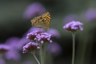 Silver-washed fritillary (Argynnis paphia) butterfly adult feeding on a garden Verbena flower,