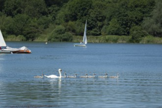 Mute swan (Cygnus olor) adult bird with seven juvenile cygnets swimming on a lake, Suffolk,