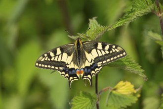 English swallowtail butterfly (Papilio machaon) adult resting on a Stinging nettle (Urtica dioica)