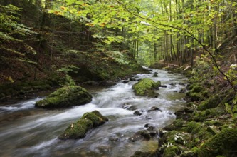 Mountain stream, Zellerache flows through the Helenental, Mondsee, Mondseeland, Salzkammergut,