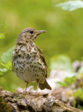 Song thrush (Turdus philomelos) sitting on a branch, Solms, Hesse, Germany, Europe