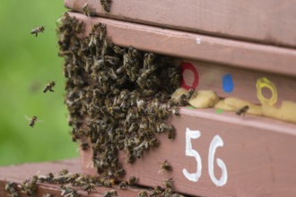 Western honey bee (Apis mellifera) at the hive, Thuringia, Germany, Europe