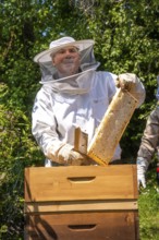 Beekeeper with bees, Black Forest, Gechingen, Germany, Europe