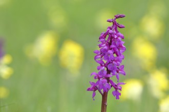 Man's orchid (Orchis mascula), inflorescence in a meadow with common cowslip (Primula veris),