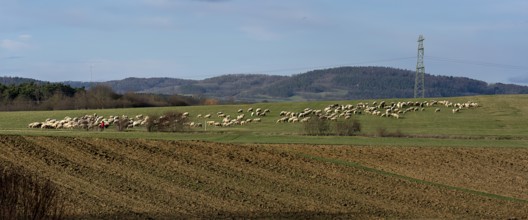 Travelling shepherd with his sheep in Franconian Switzerland, Eckental, Middle Franconia, Bavaria,