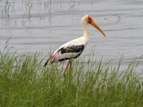 Painted stork (Mycteria leucocephala) of the genus Nimmersatt, Minneriya National Park, Sri Lanka,