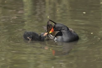 Moorhen (Gallinula chloropus) adult and juvenile baby birds on a lake, Norfolk, England, United