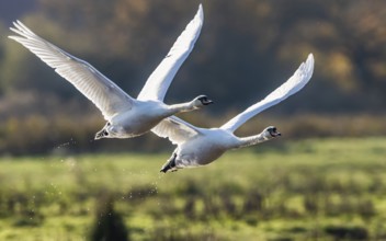 Mute Swan (Cygnus olor) in flight over marshes in winter