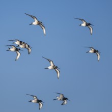 Black-tailed Godwit (Limosa limosa), birds in flight over Marshes at winter time