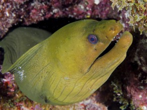 Close-up of green moray (Gymnothorax funebris), dive site John Pennekamp Coral Reef State Park, Key